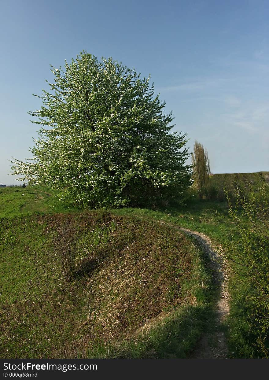 Meadow and tree in spring-time