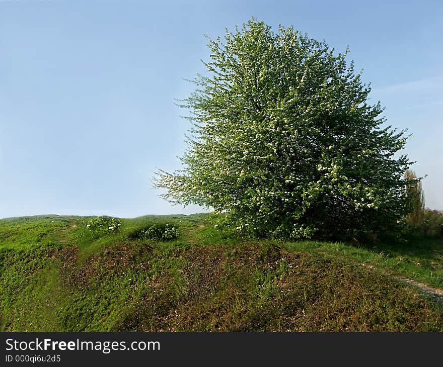 Meadow and tree in spring-time