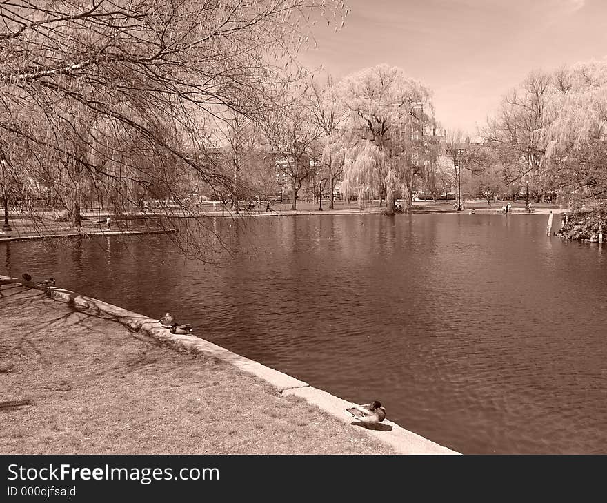 Boston s Public Gardens in the Spring