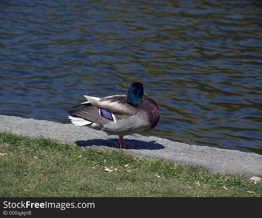 Mallard Duck