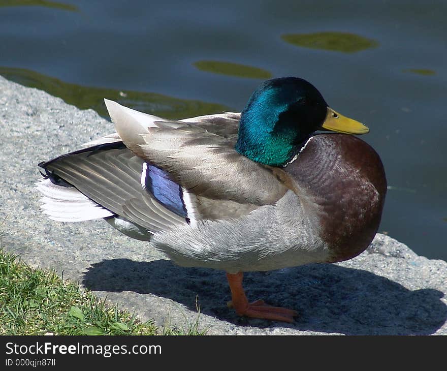 Male Mallard Duck