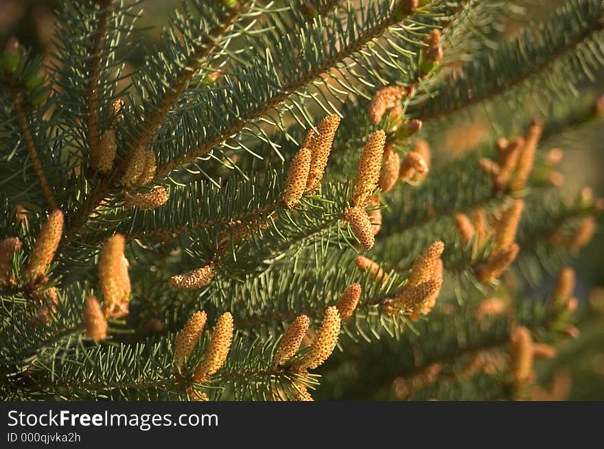 A pine tree branch with the focus on spring growth beginning. A pine tree branch with the focus on spring growth beginning.