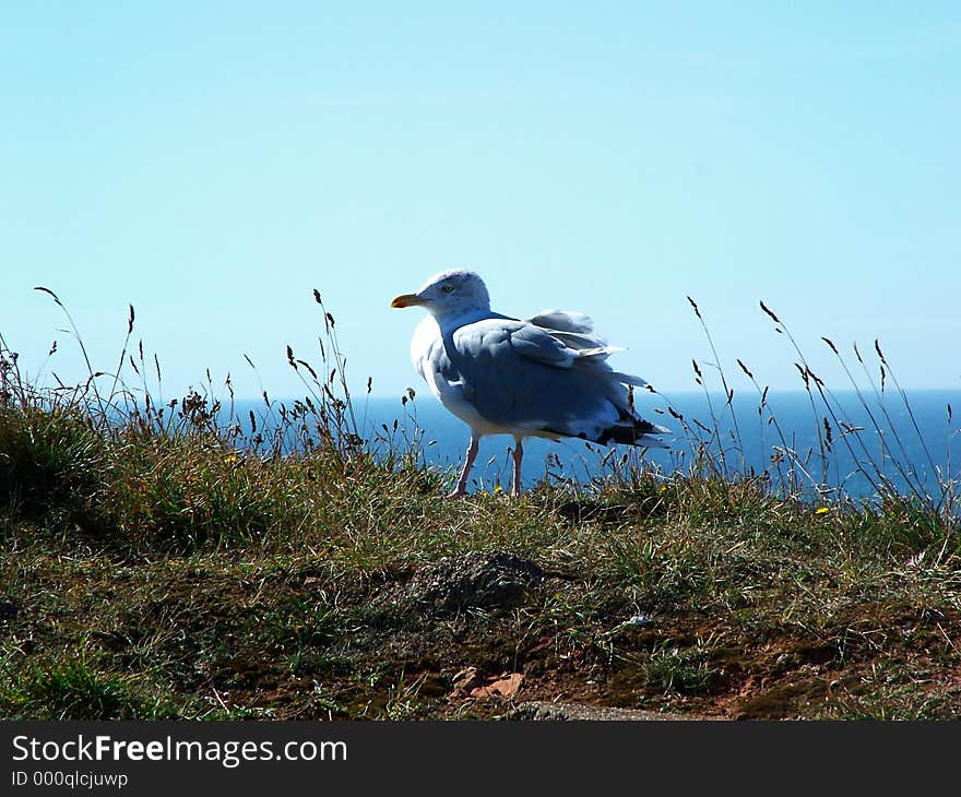 Seagull