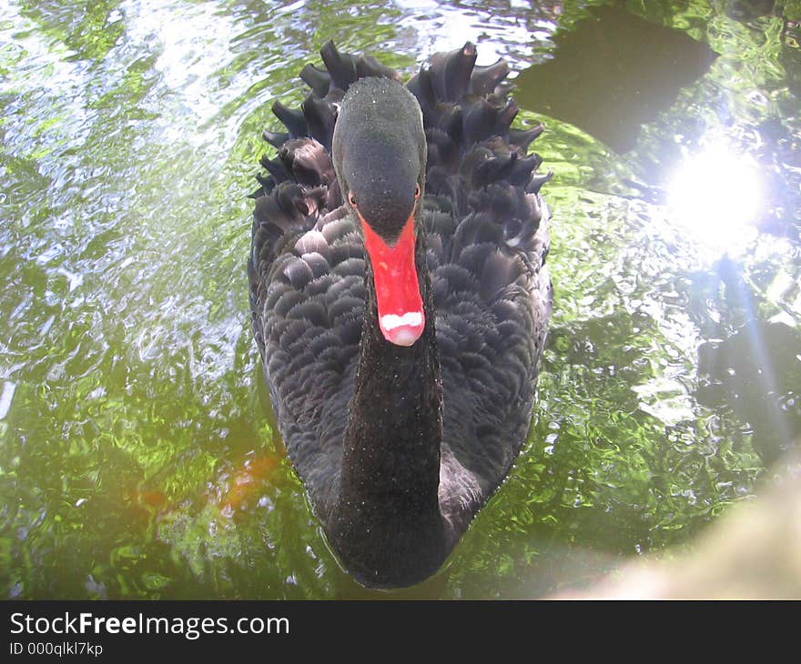 I photographed this black swan in the Gardens of the Moorish Castle in Sintra, Portugal. She was almost too friendly, and followed me all around the pond. I photographed this black swan in the Gardens of the Moorish Castle in Sintra, Portugal. She was almost too friendly, and followed me all around the pond.