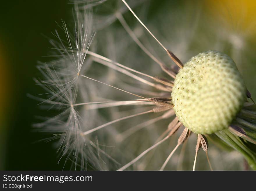 Dandelion clock at the moment of dispersal. Dandelion clock at the moment of dispersal.