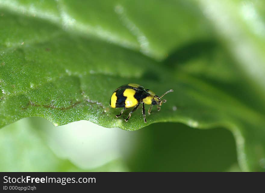 Ladybug on a leaf. Ladybug on a leaf