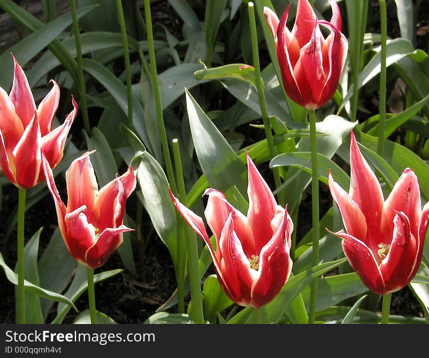 Aladdin Tulips