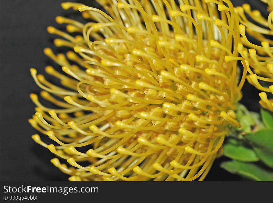 Yellow Protea