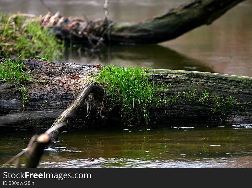 Tree across a small river. Tree across a small river