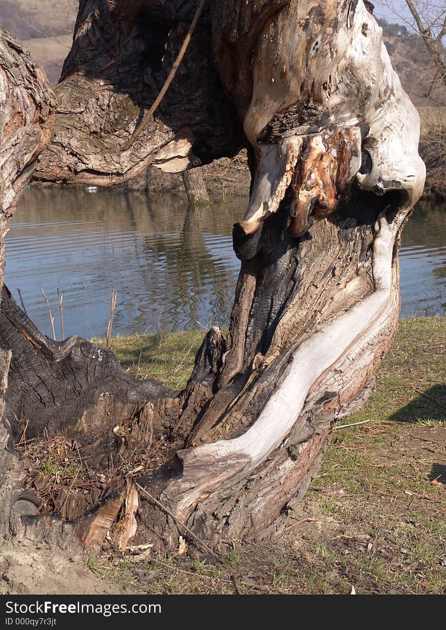 Tree and river