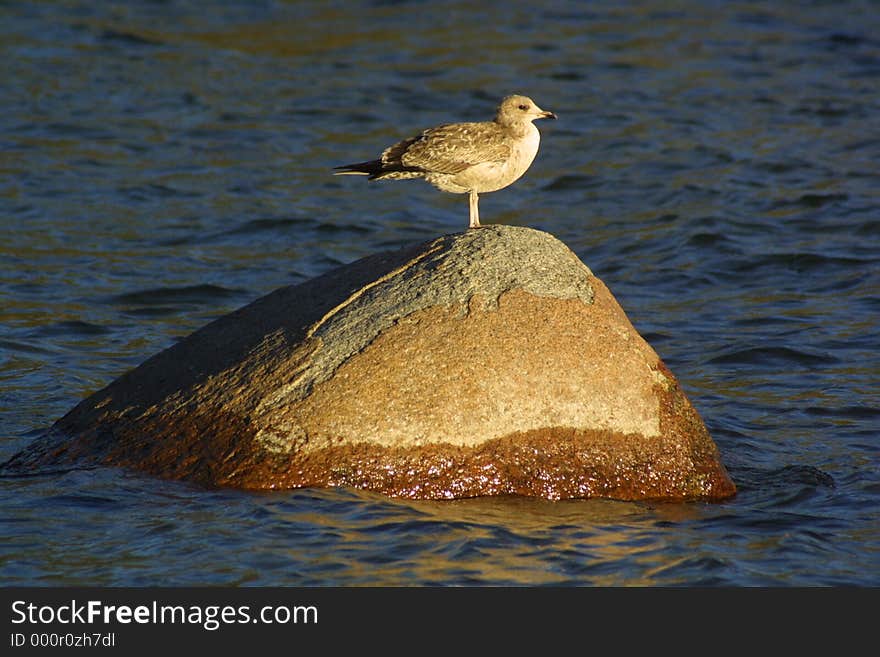 Solitary Seagull