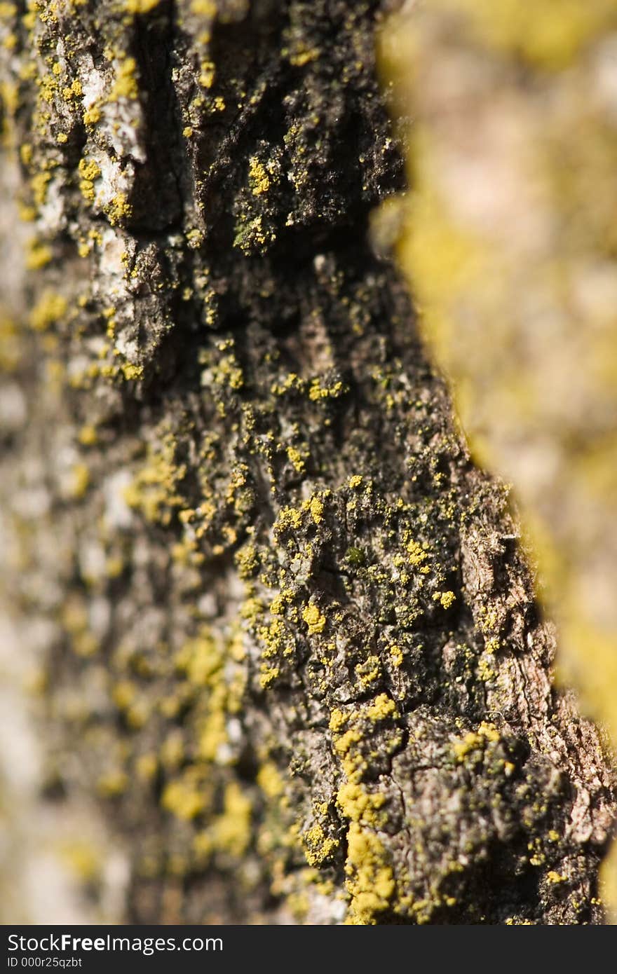 Tree Bark