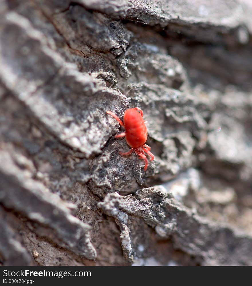 Tiny Red Bug