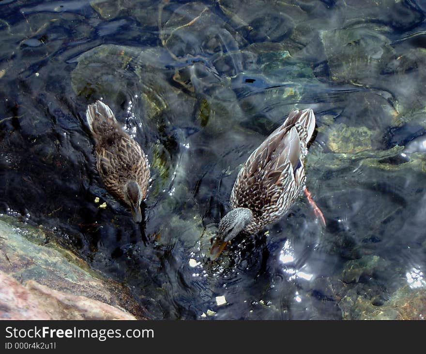 Ducks swim in the water of an alpine lake in the Sierra Nevada mountains. Ducks swim in the water of an alpine lake in the Sierra Nevada mountains