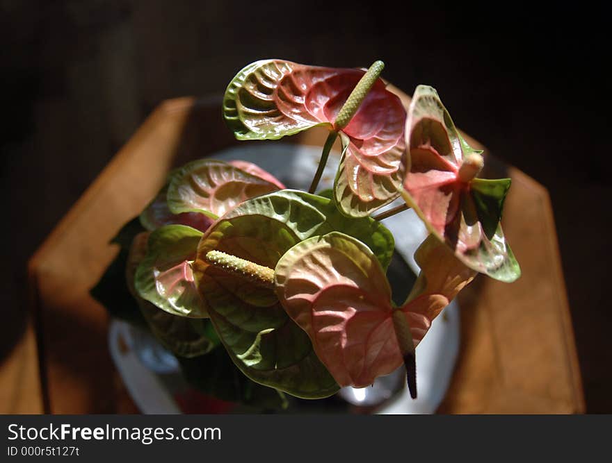 A bouquet of anthuriums