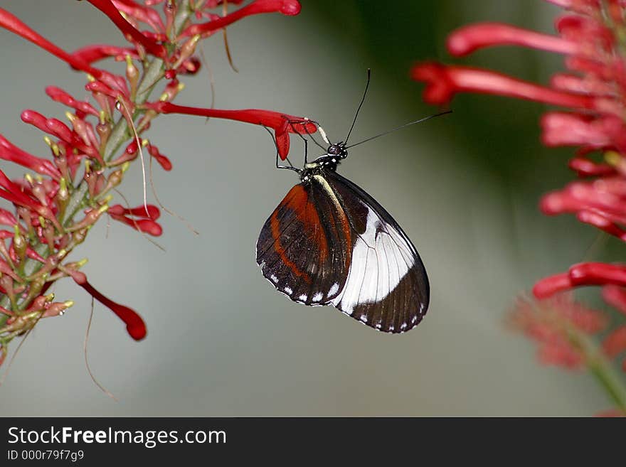 Butterfly perched on flower