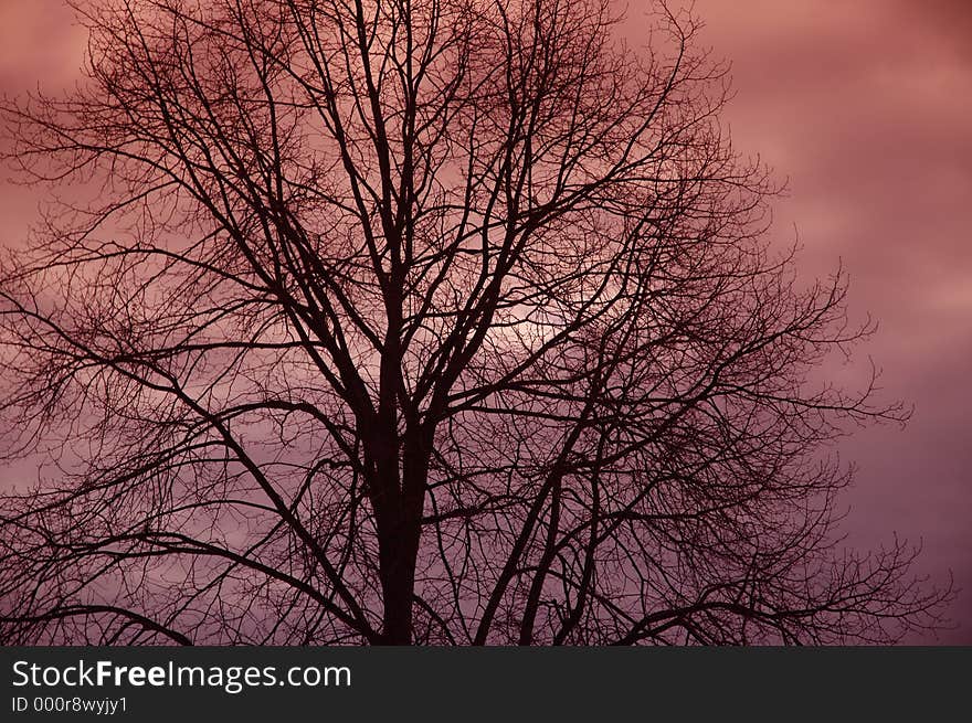 Tree Silhouette