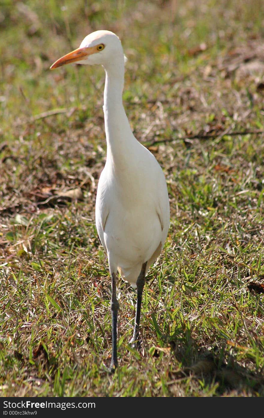 White bird standing and looking. White bird standing and looking