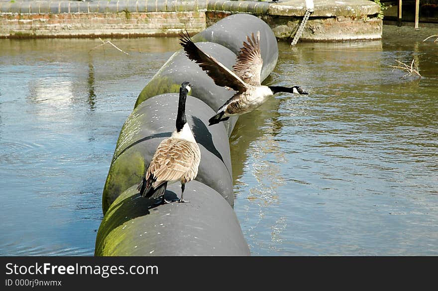 Canadian Goose couple. Canadian Goose couple