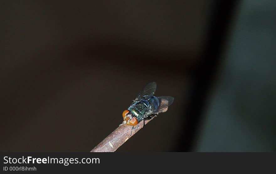 Photo of green fly