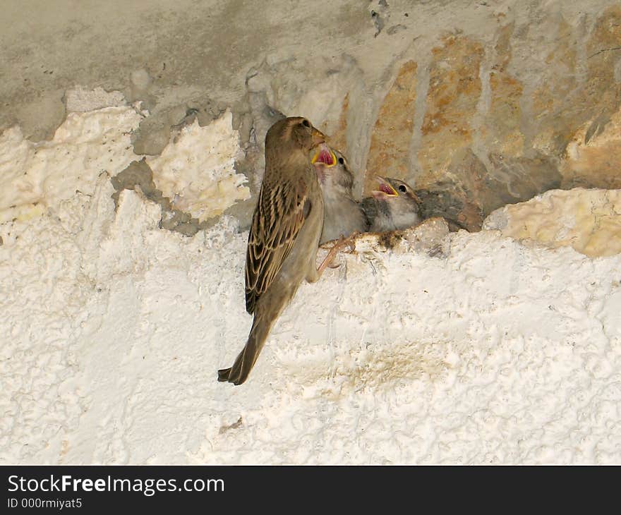 A sparrow while feeding its two nestlings in a house-wall nest. A sparrow while feeding its two nestlings in a house-wall nest