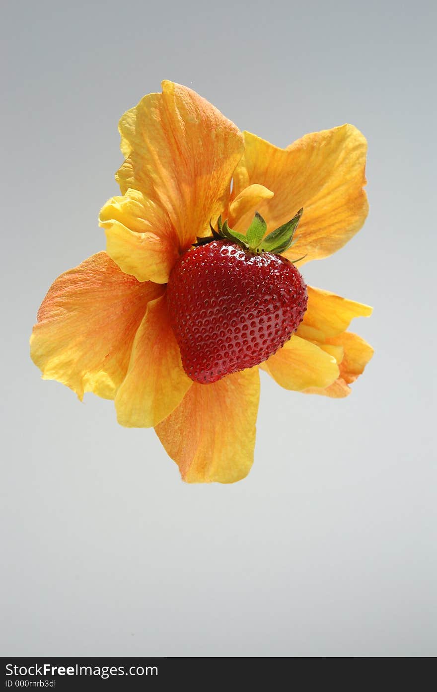 Strawberry and a yellow flower. Strawberry and a yellow flower