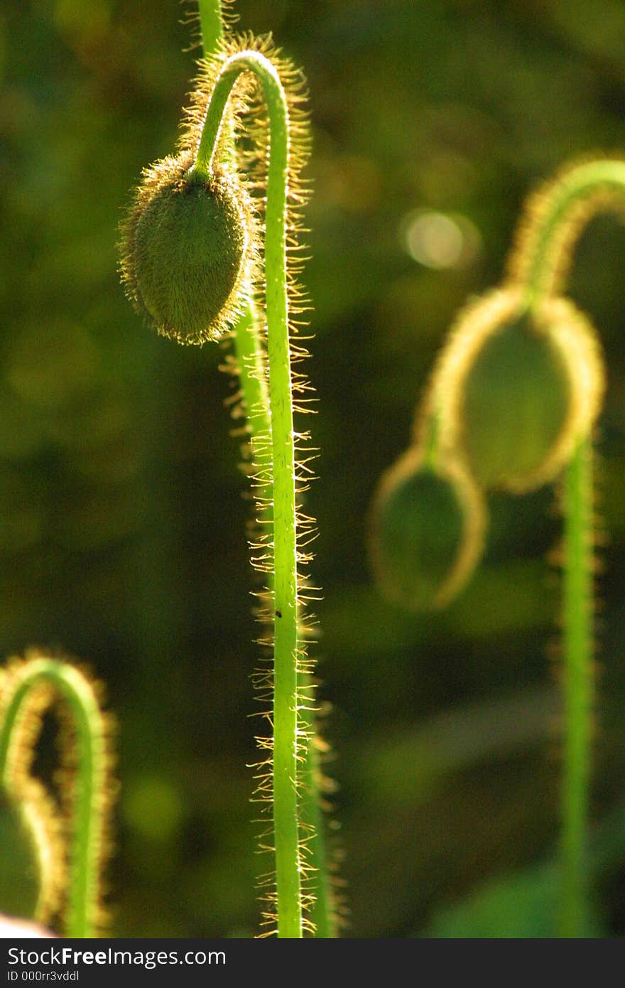 A seed pod. A seed pod