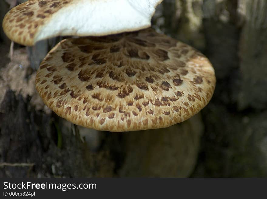 Spotted mushroom grows under a partially eaten mushroom of the same variety. Spotted mushroom grows under a partially eaten mushroom of the same variety