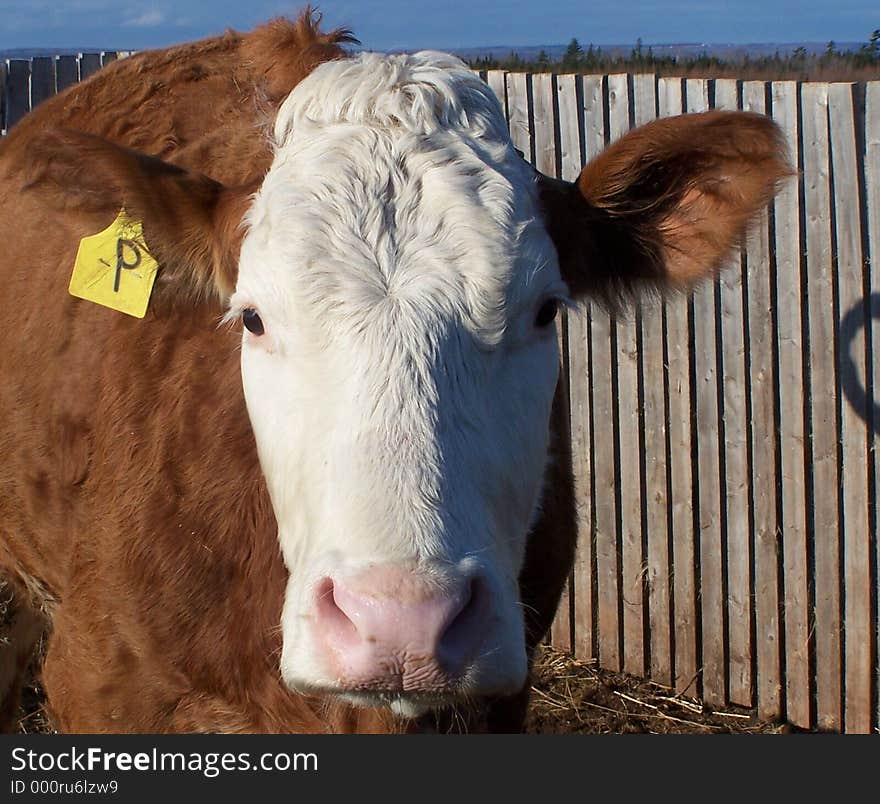 Close-up / front view of cown by fence. Close-up / front view of cown by fence