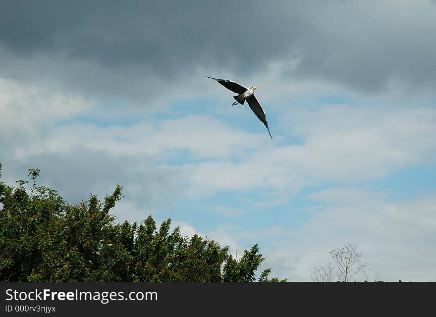 Heron in flight