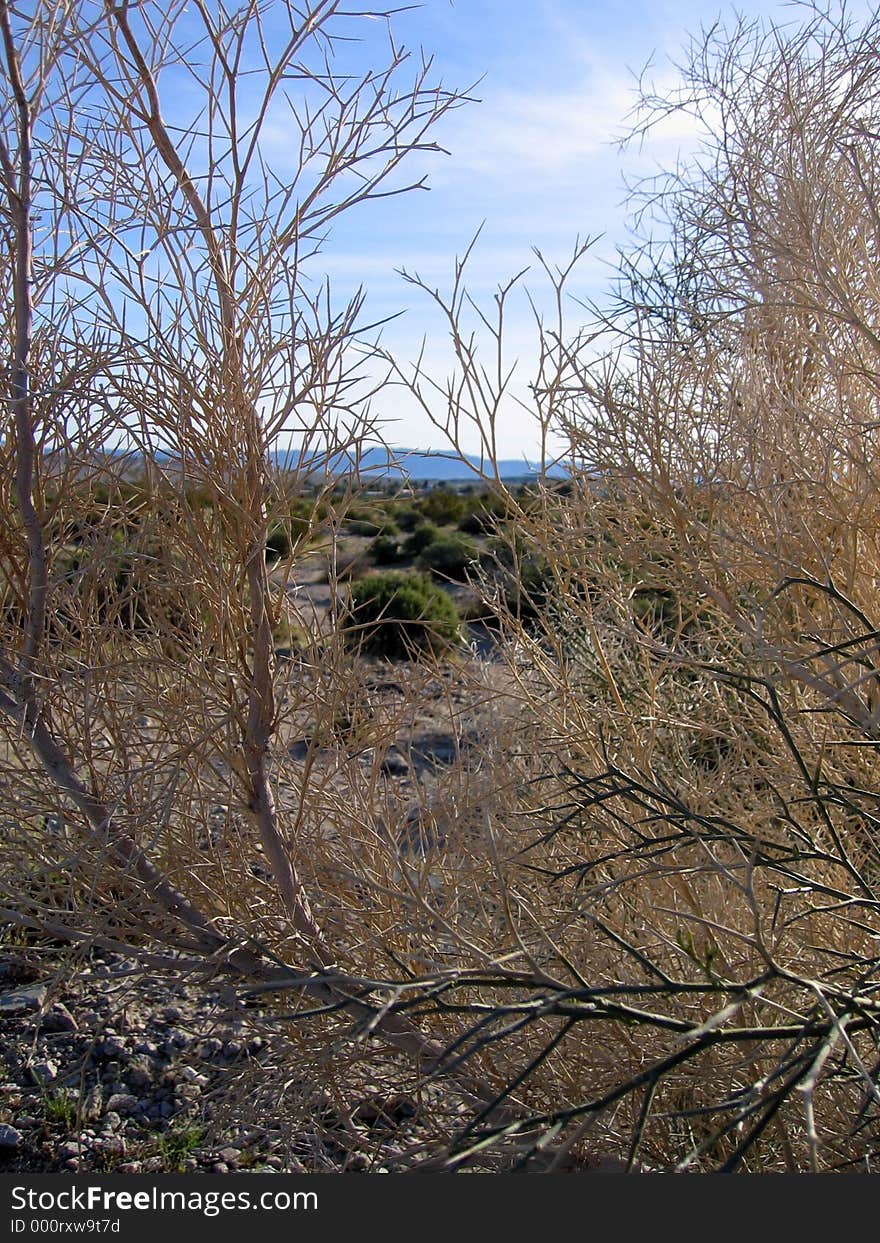 Joshua Tree National Park Scene. Joshua Tree National Park Scene