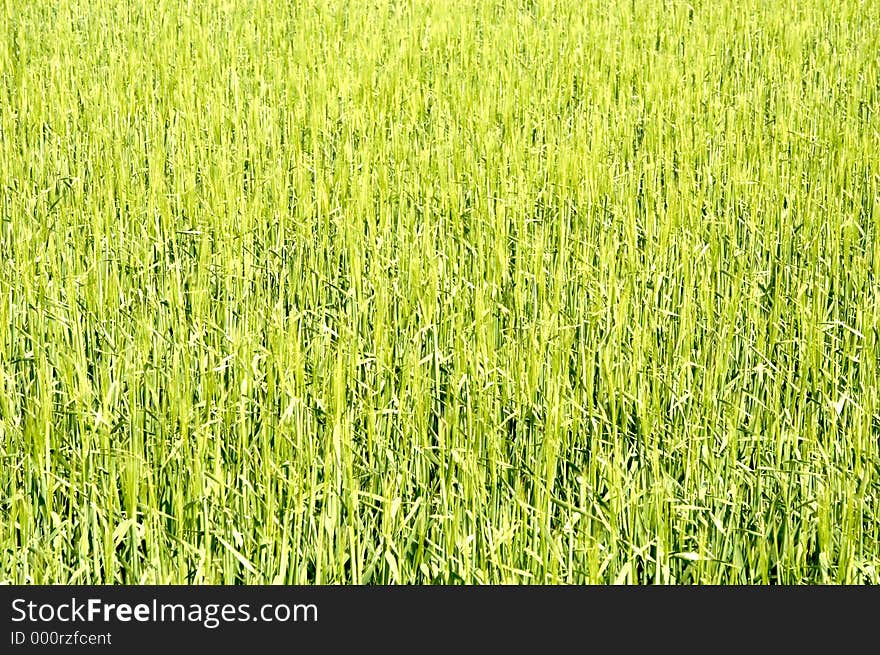 New growth on early summer corn crop. New growth on early summer corn crop