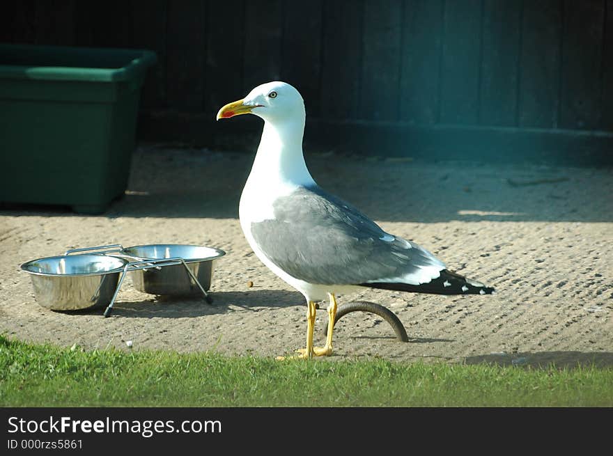 Seagull