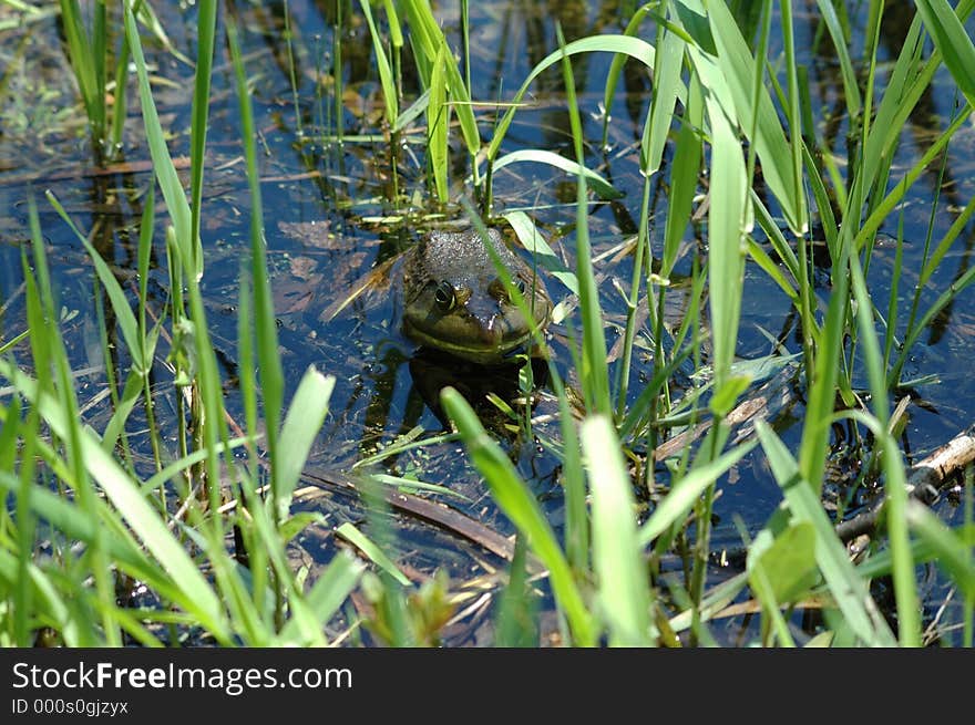 Frog At Mohawk Bay