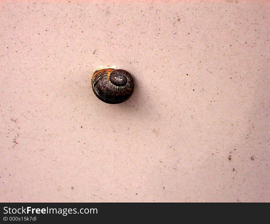 This is a snail I spotted crawling on a wall.