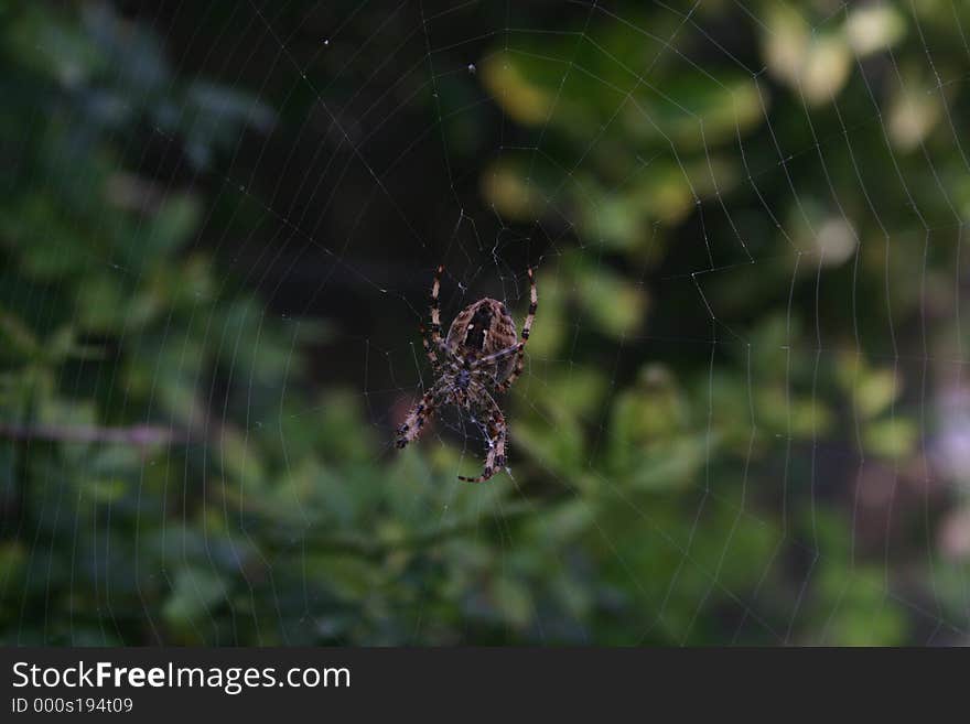 Spider And Web