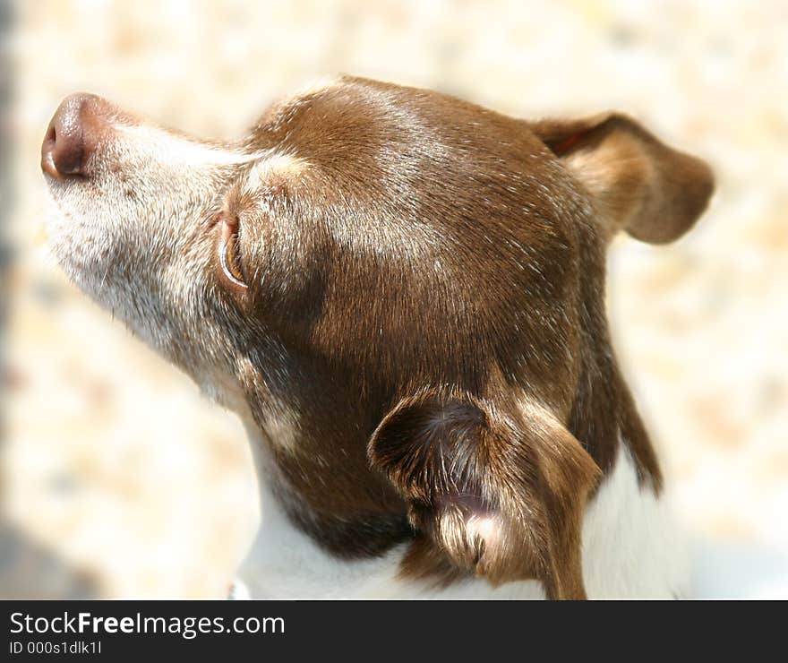 Profile of brown and white chihuahua. Profile of brown and white chihuahua