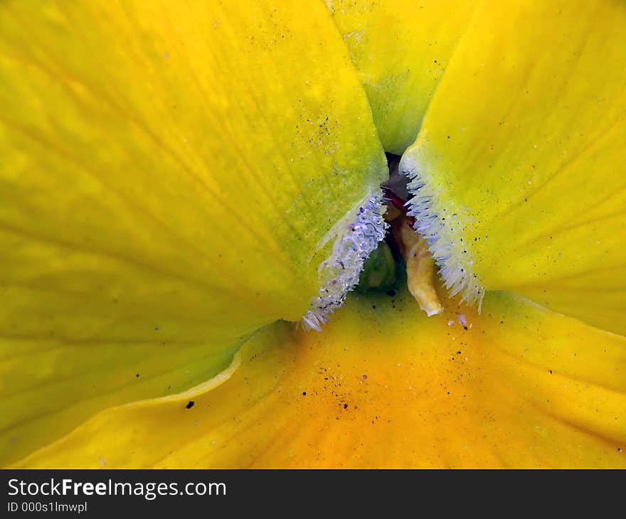 Close-up of yellow pansy. Close-up of yellow pansy