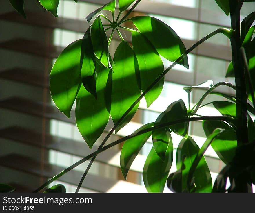 Light dappled houseplant. Light dappled houseplant