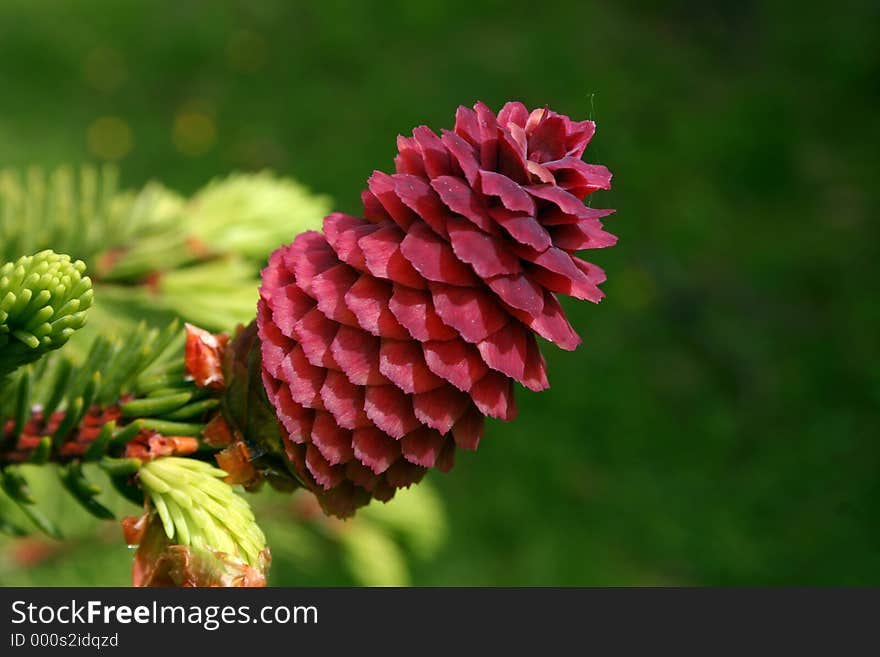 Close up of red cone