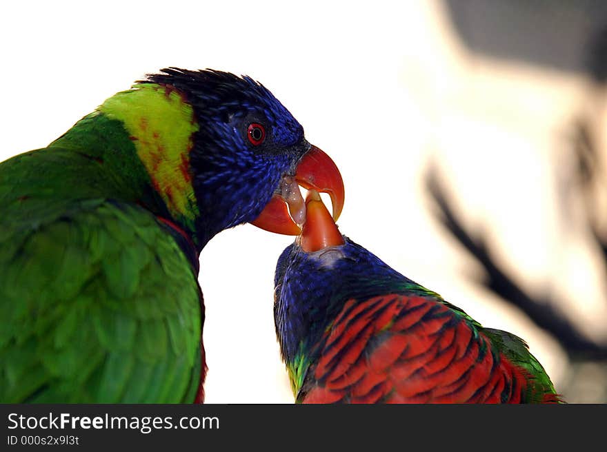 Close up macro photo of one colorful green Parrot feeding another with orange beaks. Close up macro photo of one colorful green Parrot feeding another with orange beaks.