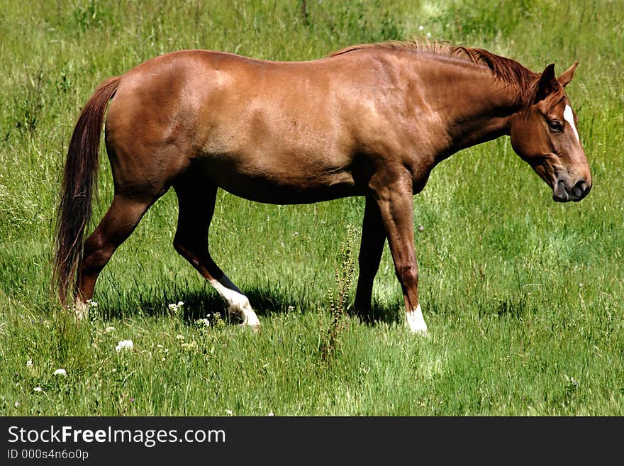 Brown Horse Grazing