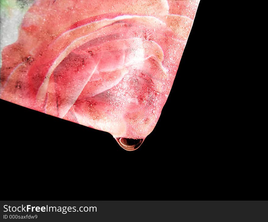 A rose etched on a cube of melting ice (Melting Love)