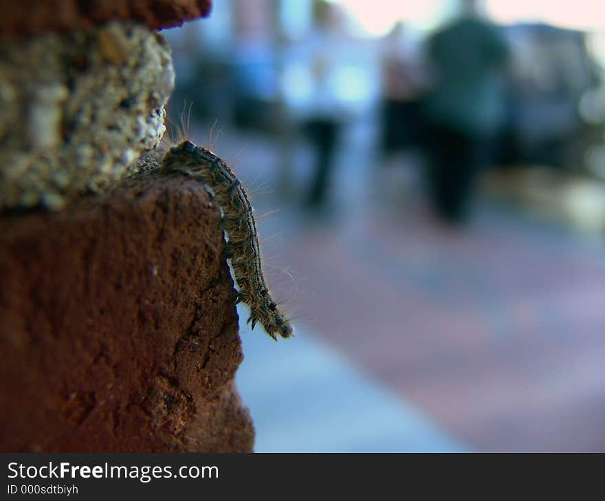 Catapillar crawling down brick wall, shallow depth of field