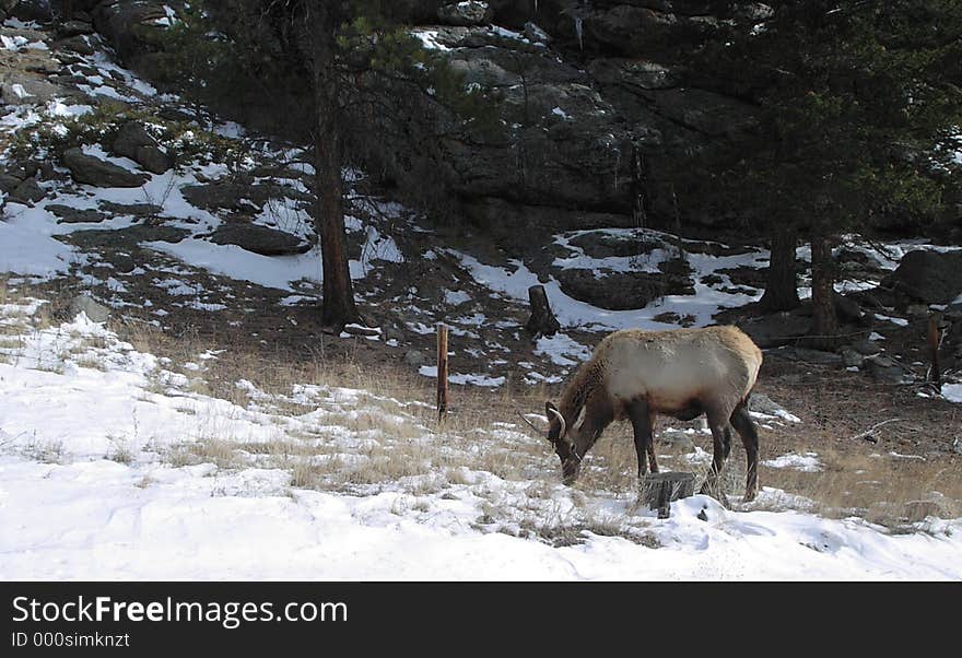 Grazing Elk