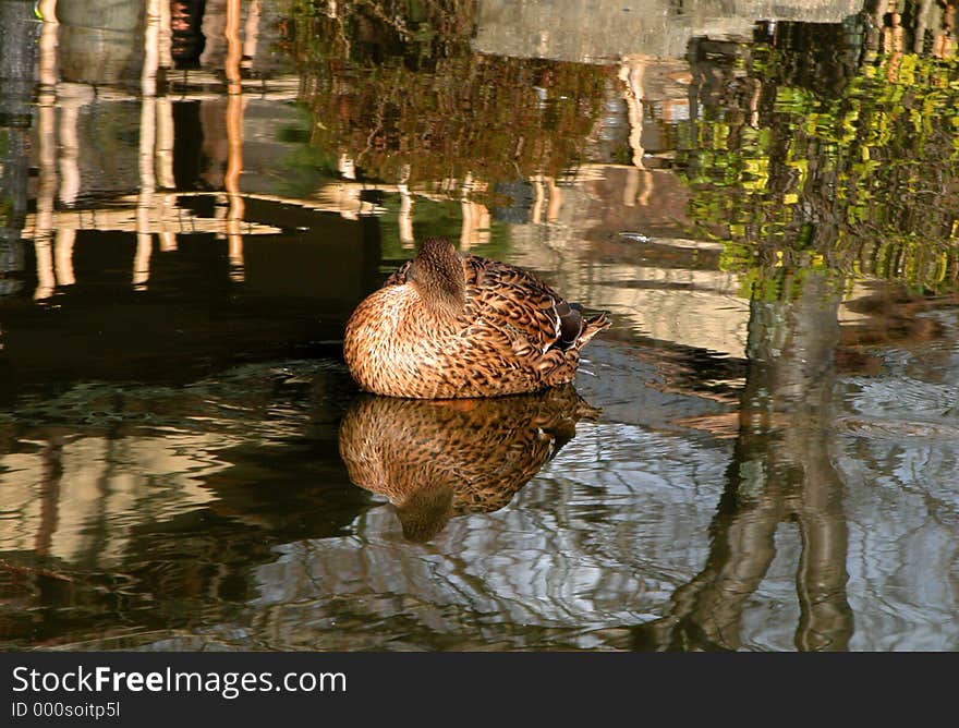 Some reflection in a pond from Maruyama Park-Kyoto. Some reflection in a pond from Maruyama Park-Kyoto