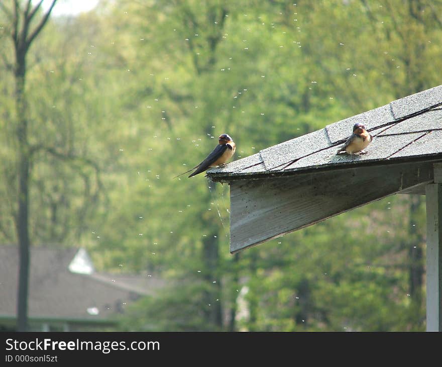 Pair of swallows sitting on a roofledge, with shallow DOF, very soft background. Pair of swallows sitting on a roofledge, with shallow DOF, very soft background