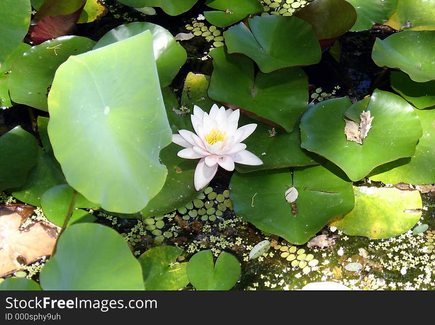 Pink lily and leaves floating on water. Photo taken at Stellenbosh in South Africa. Pink lily and leaves floating on water. Photo taken at Stellenbosh in South Africa.