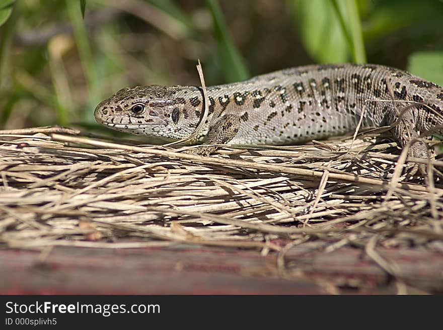 Brown lizard on hay