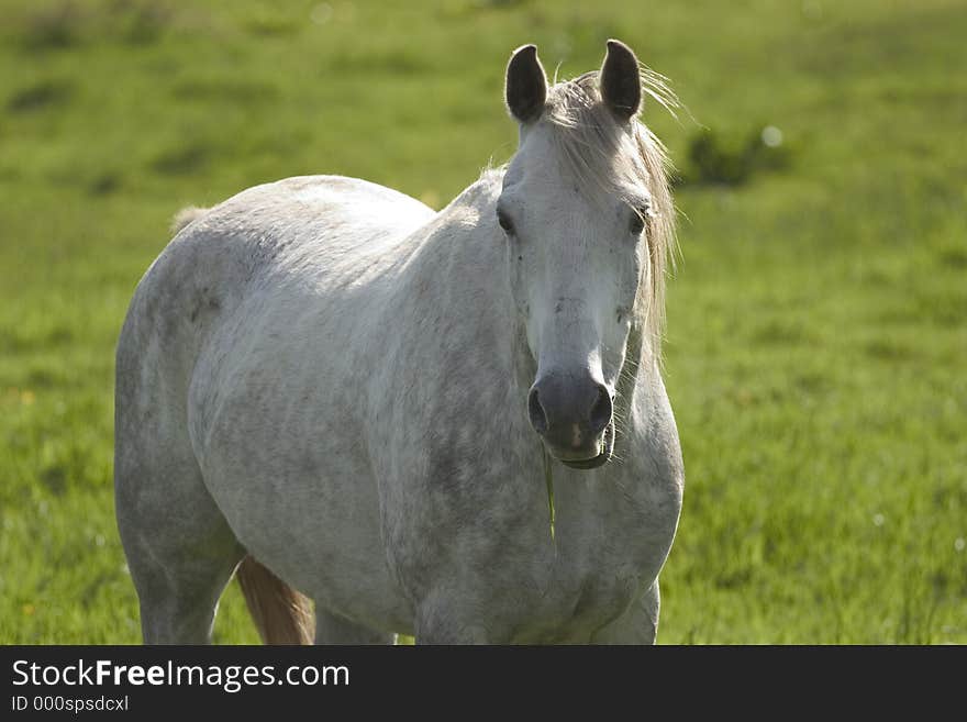 White Horse